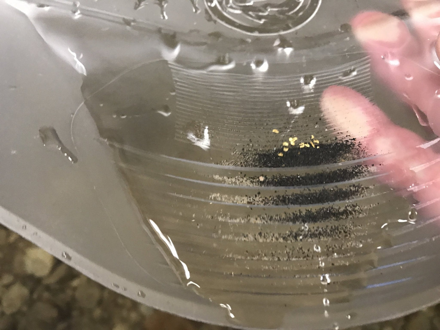 Gold Claw - Speed Pan - Clear