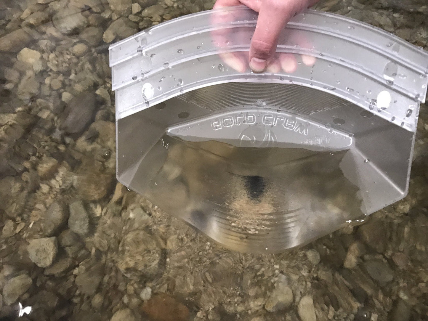 Gold Claw - Speed Pan - Clear